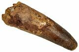Fossil Spinosaurus Tooth - Feeding Worn Tip #344626-1